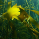 Illustration for article titled Seaweeds Only Smell Because Theyre Trying To Attract Sperm